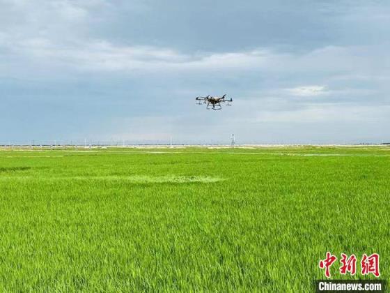 无人机在稻田地作业。　李丹 摄